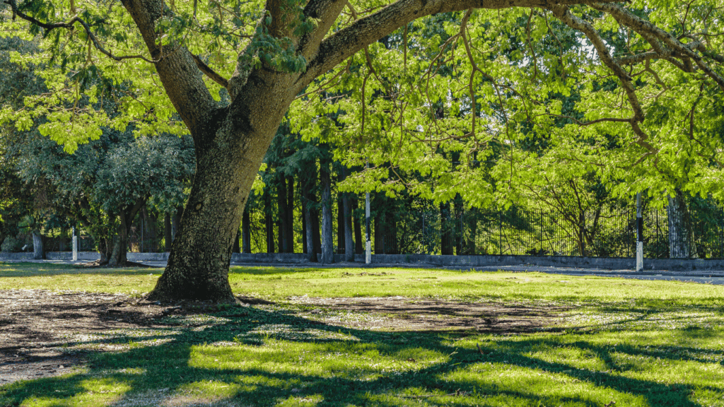 Green spacious gardens