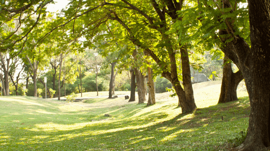 Park