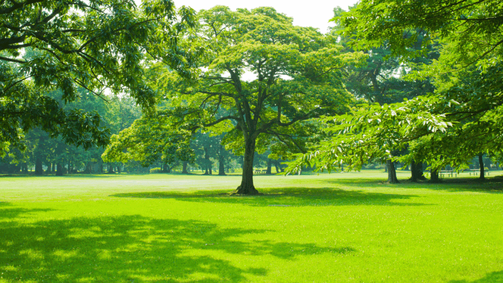park
